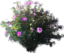 Rose of Sharon